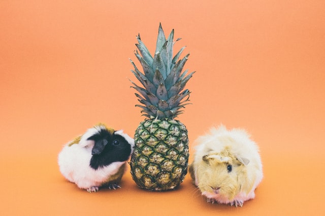 2 guinea pigs in front of a pineapple