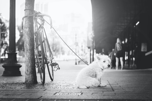 dog waits for owner on leash

