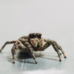 Top 6 Web Crawler Tools for 2023: Empowering Big Data Solutions